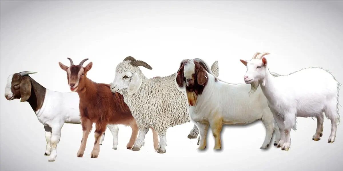 Various Goat Breed