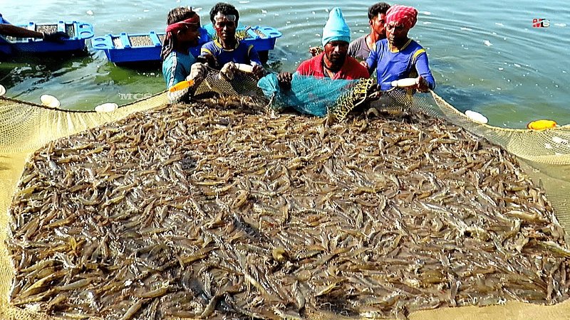 Prawn Fish farming a Profitable business