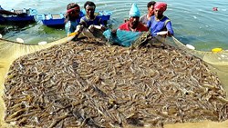 Prawn Fish farming