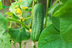 How to Cultivate Cucumber
