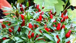 Bird Eye Chilli Farming