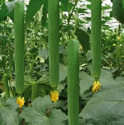 Sponge gourd Farming a profitable Business