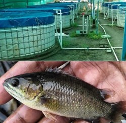 Biofloc fish Farming