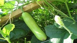 Easy way to grow gourd