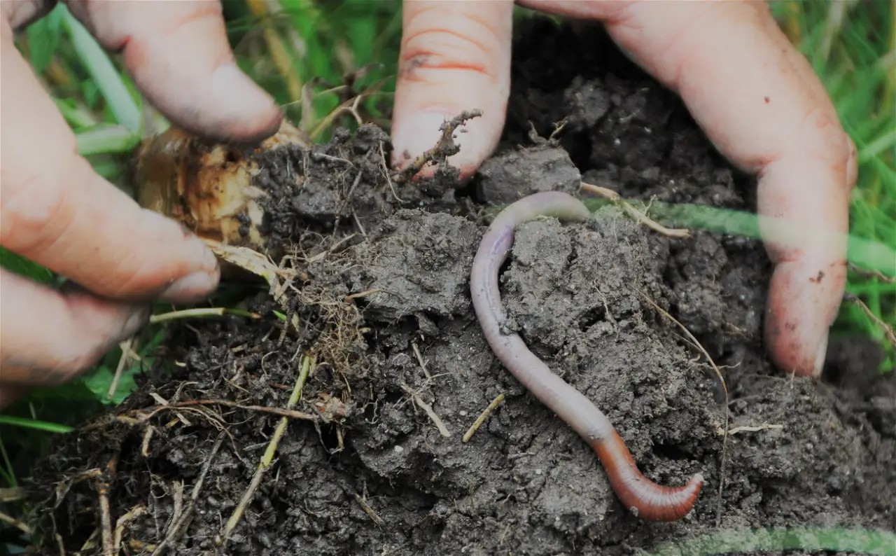 Earthworm Farmers Friend