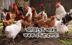 Poultry Farming