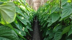 Pan Farming in Assam