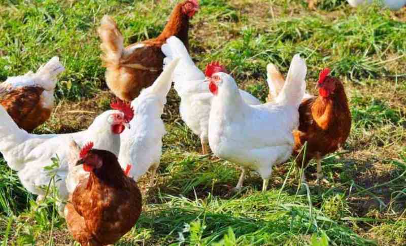 Local Chicken farming  a profitable Business