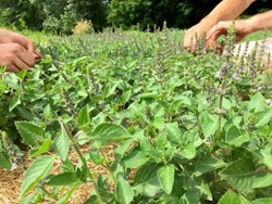 Tulsi Farming a profitable business for Farmers