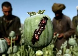 Afim Cultivation