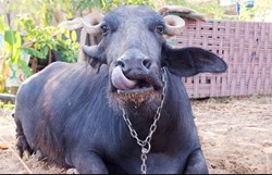 Why  Salt  adding is import for buffalo food