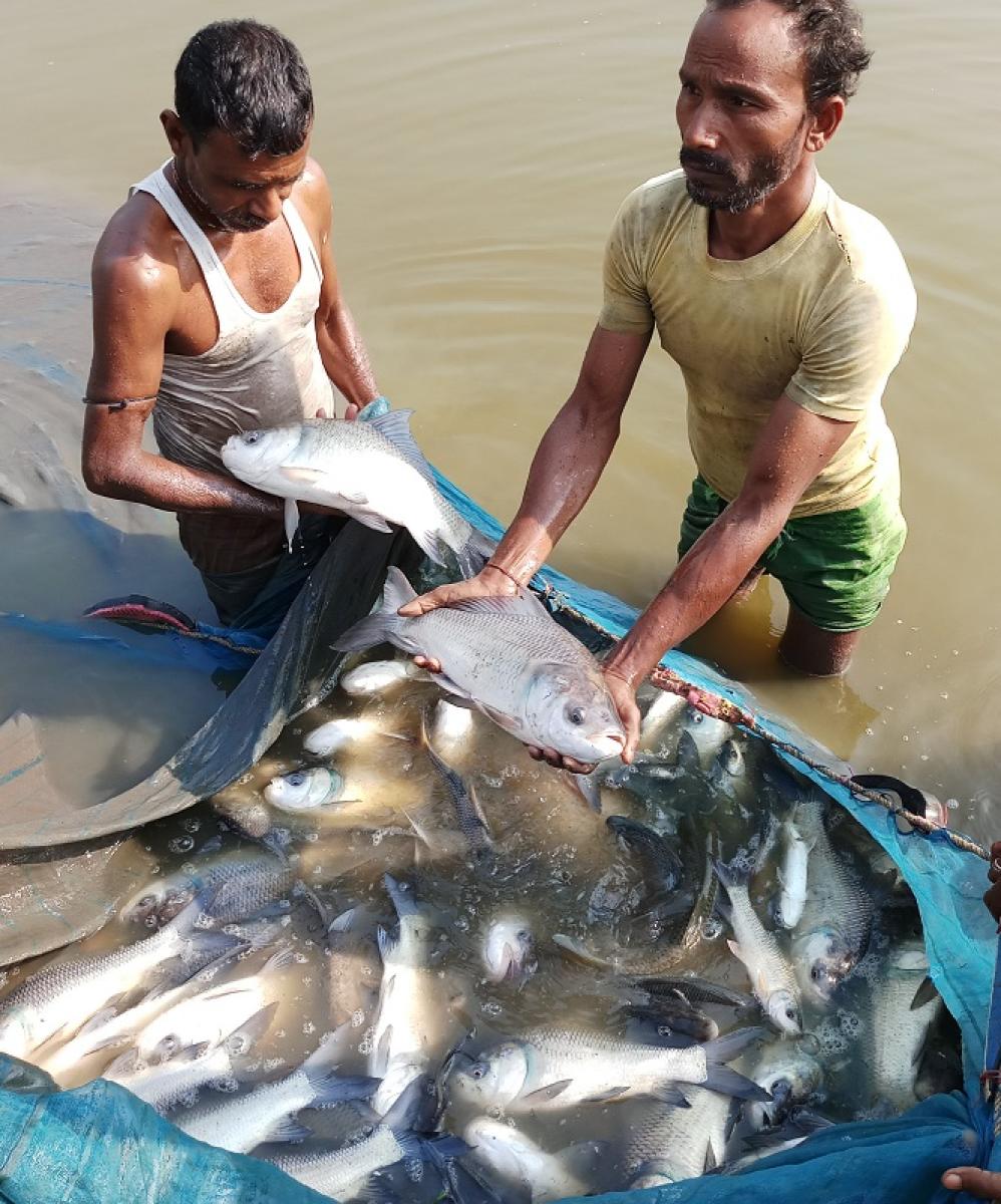Role of Fish Farming in Rural Economy