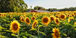 Sunflower Cultivation