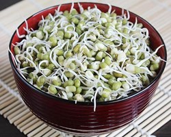 Earn money from cultivating moong know here high yielding veriety