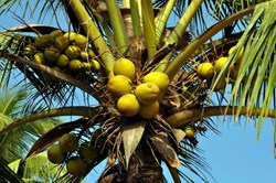about coconut farming