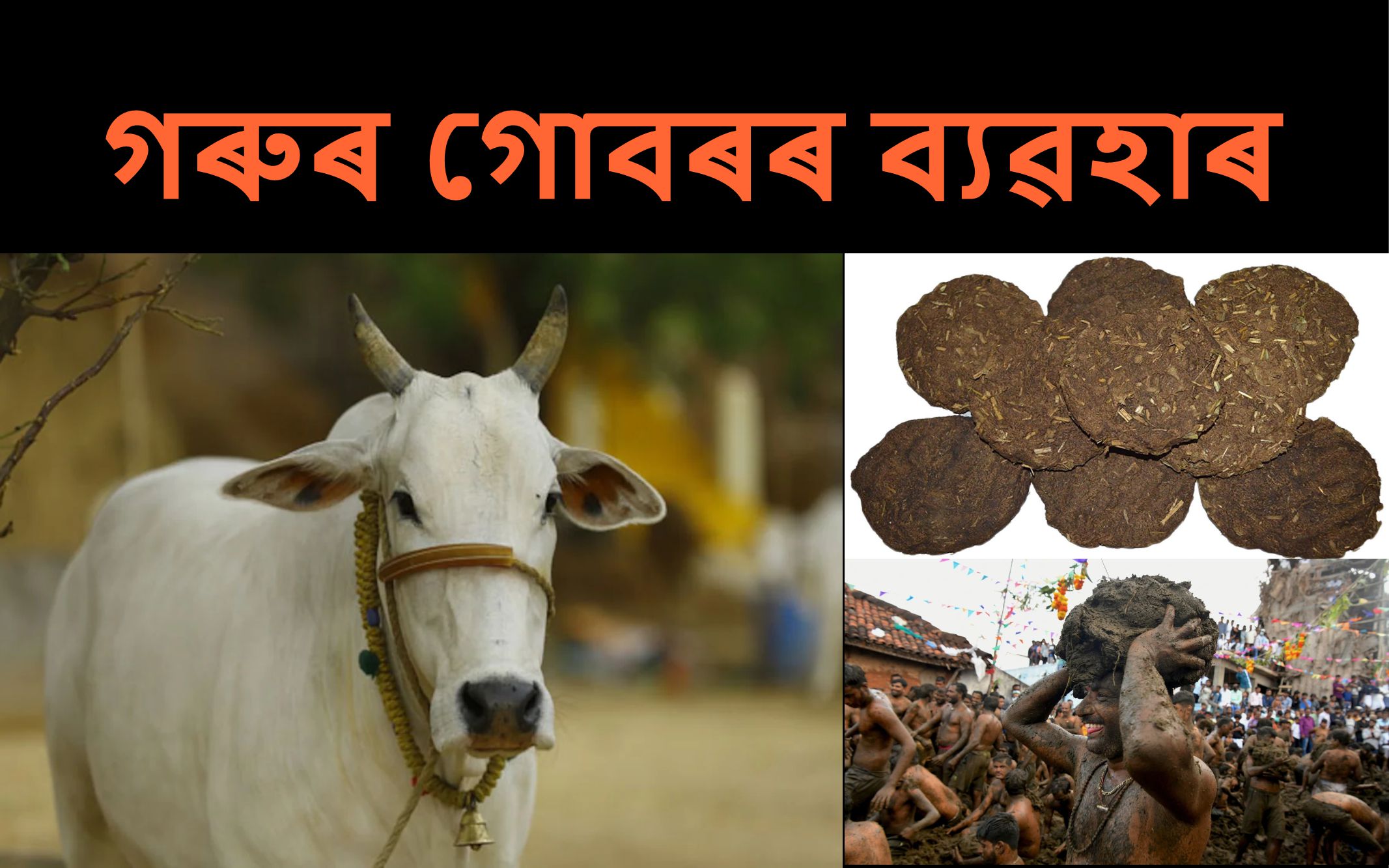 Various Uses of Cow Dung