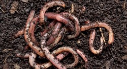 Earthworm Cultivation