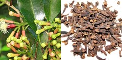 How to do Clove Farming