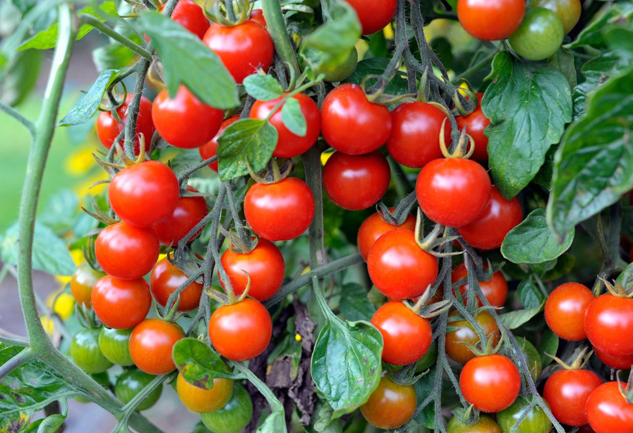 Cherry tomato Farming a a Profitable Business