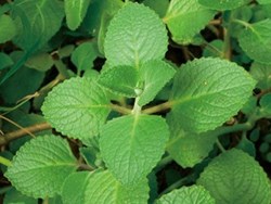 Patchouli health benefits