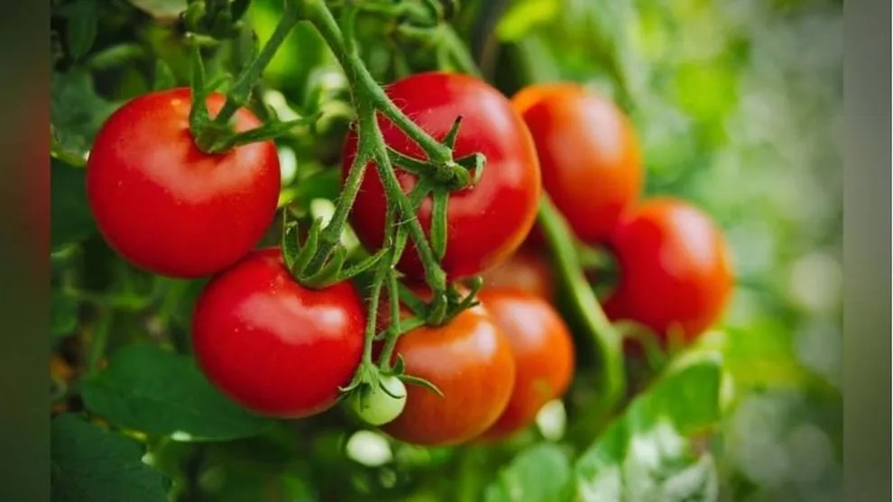 Various diseases of tomato crop