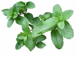 Know about Mint Cultivation