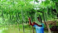 know how to bitter gourd farming