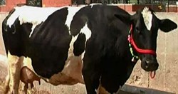 hardhenu breed cow gives 50 to 55 liters of milk every month