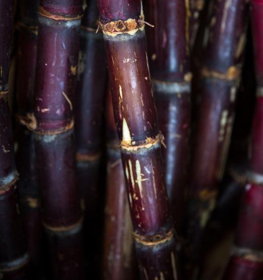 Health Benefit of Black Sugarcane