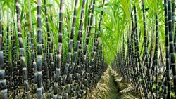 know About Sugarcane Farming