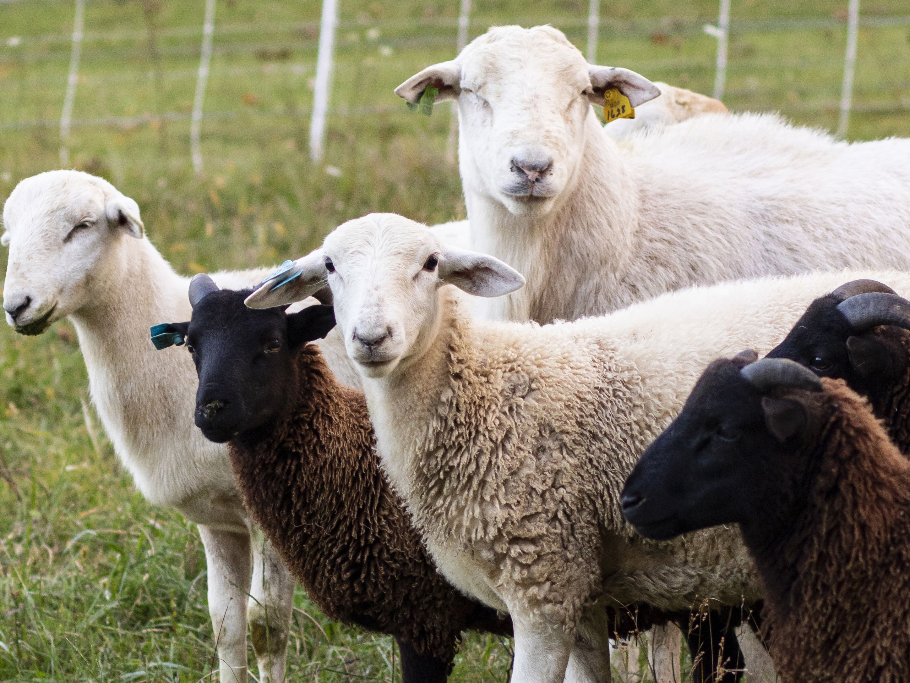 disease and treatment of ppr in sheep and goats