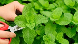 Mint Cultivation Process at Home