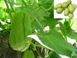 Know about Squash Farming