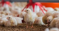How to start Poultry farming, a complete guide