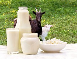 Goat Milk Can Help Boost Your Immunity and Good Health