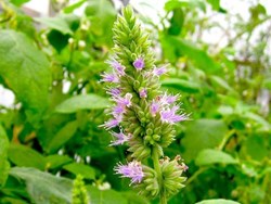 High demand Patchouli Farming details