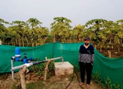 This Engineer Earned Rs.15 Lakh Per Year With Papaya farming