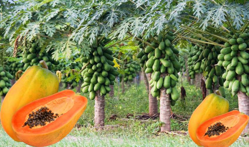 Papaya Farming:  Profitable Business for Farmers