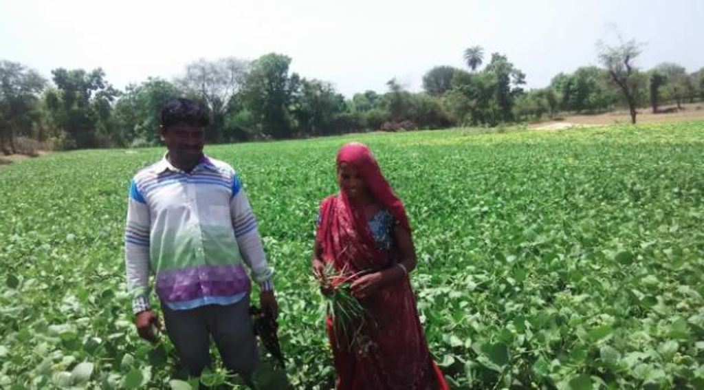 Tribal Farmers of Rajasthan in his field