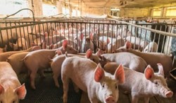 Govt is Providing 95% Subsidy for Pig Rearing under this Scheme