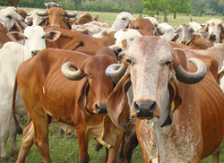 Farmers First preference Gir Cow for Milk Production