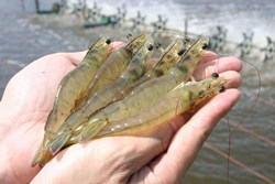 Prawn Fish Farming Possibilities in Assam