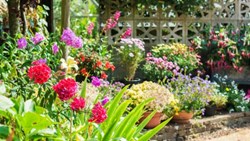 Things You Should to Know Before Starting a Garden
