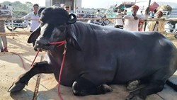 Costly Buffalo of India