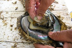 Successful pearl Farmer from Orissa