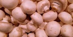 Mushroom Production in April