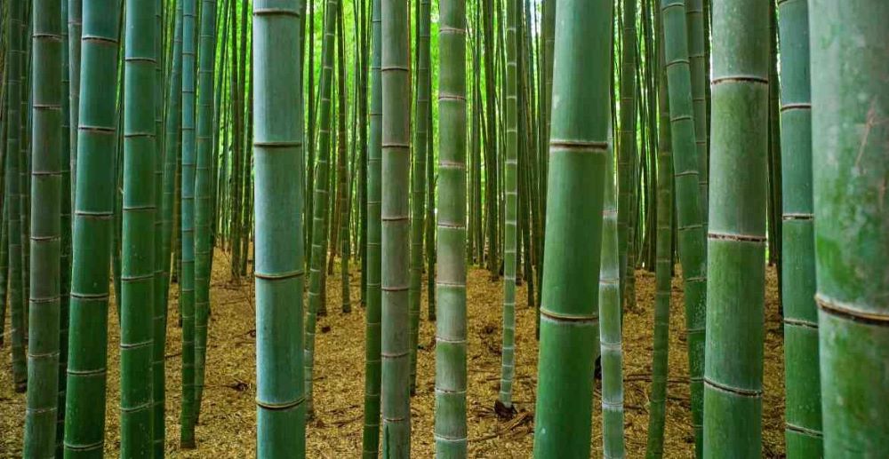 Bamboo Cultivation is a Profitable Business