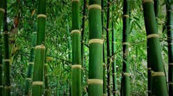 Bamboo Cultivation is Profitable Business