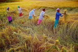 Agronomy Women's Daily Diet Needs