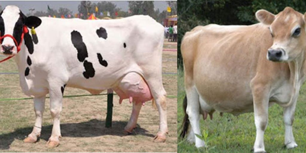Desi Cow Vs Jersey Cow